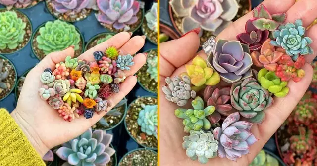 succulentes-miniatures-plantes-mignonnes