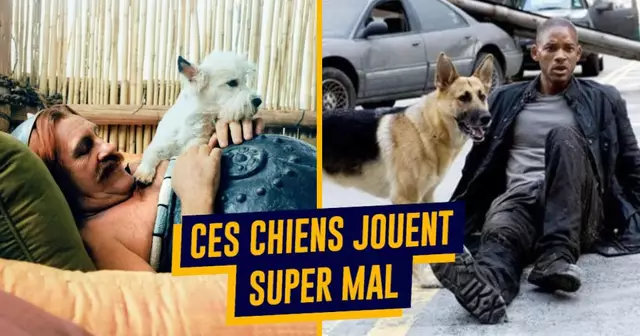 top chiens acteurs