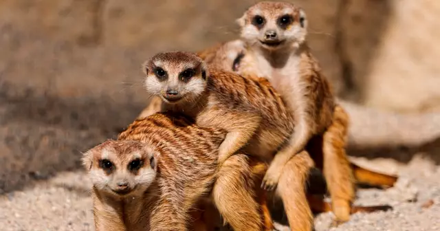 5845086797_469c0c0f70_o