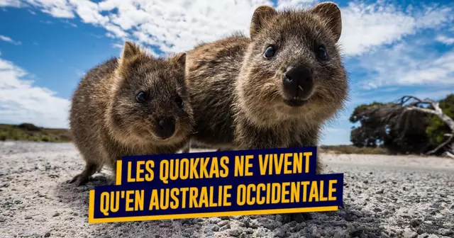 une_quokkas