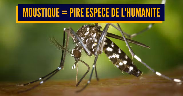 tiger-mosquito-49141_960_720