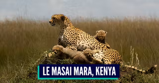 Cheetah_with_cubs