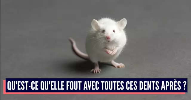 PETITE SOURIS