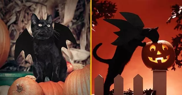 costume-chauve-souris-animal