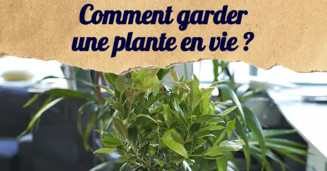 VIGNETTE_TUTO_PLANTE0