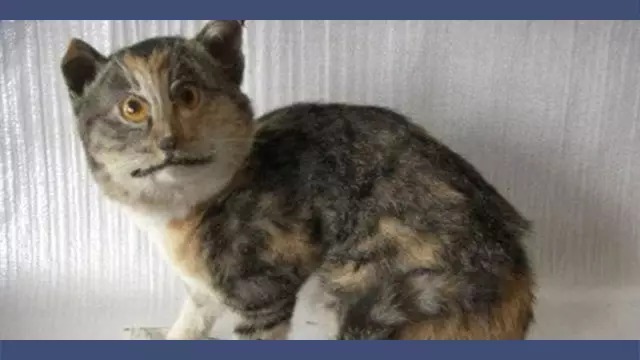 miniature-youtube-empaille