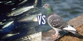 battle-368176-1428075938