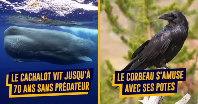 une-top-animaux-vie-tranquille