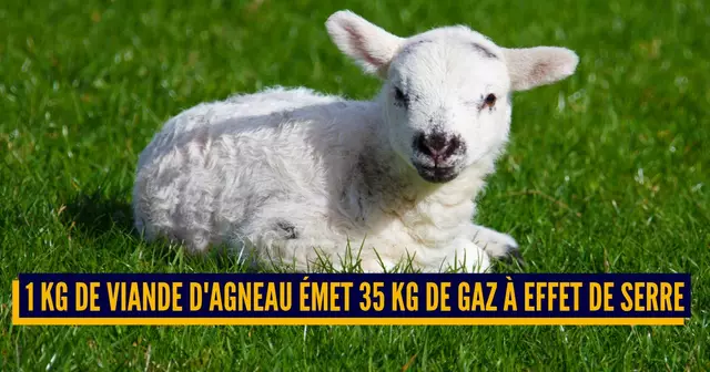 AGNEAU POLLUTION