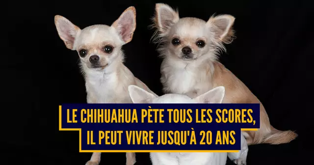 une-chiens-vieux