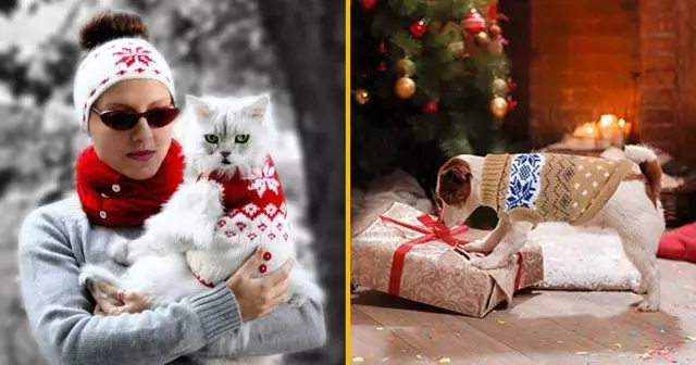UNE_SHOPPING_PULL_NOEL_CHIEN_CHAT