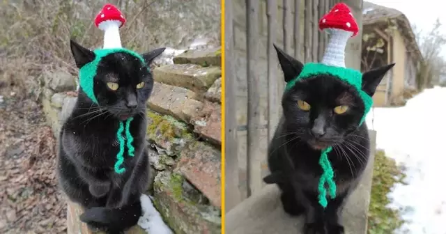 chapeau-champignon-chat-confiance