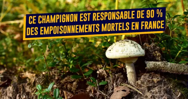CHAMPIGNON$