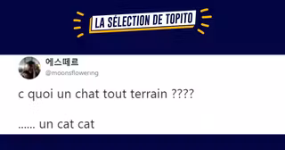 une chat