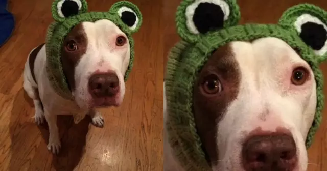 bonnet-oreille-chien