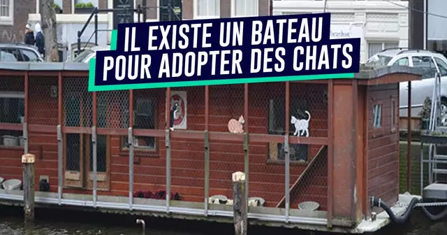 UNE_VOYAGE_bateau_chat_amsterdam