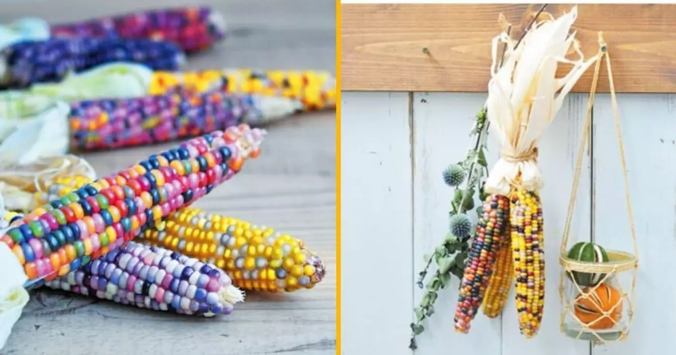 mais-arc-ciel-faire-pousser