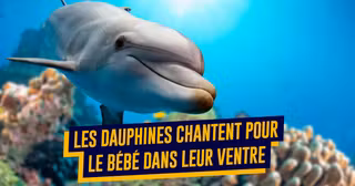TOP fun facts animaux