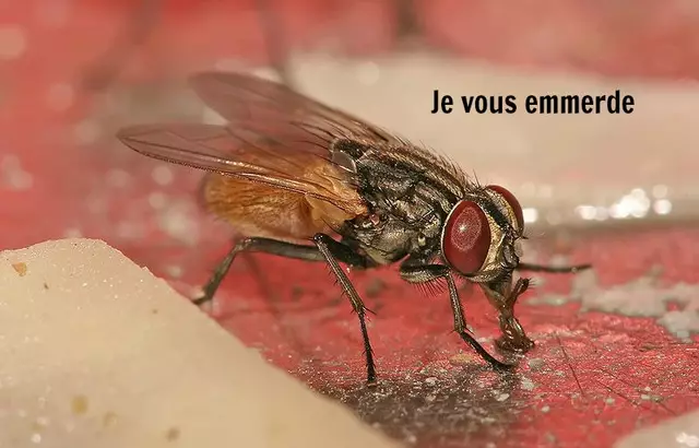 Musca_domestica_housefly