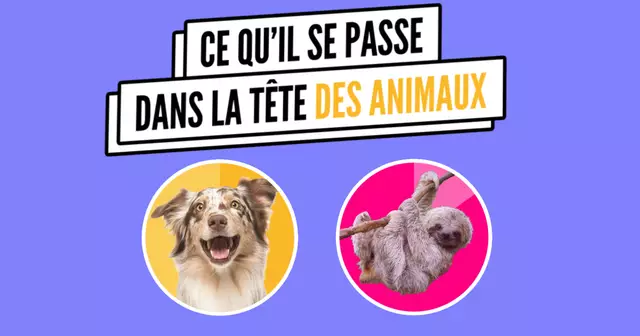 VIGNETTE_INFO_ANIMAUX041