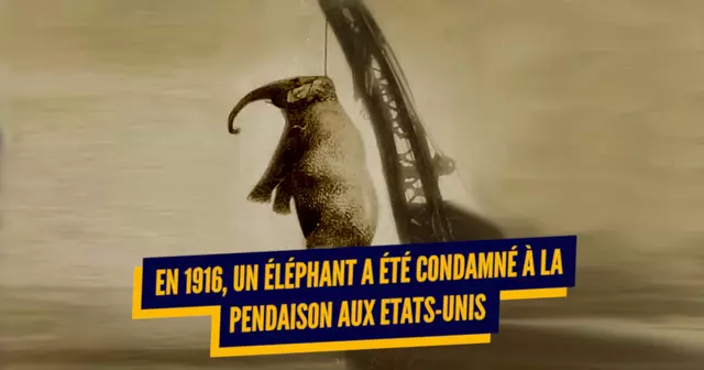 une_animaux_condamnes