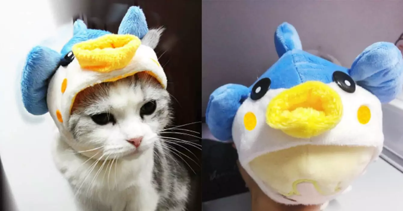 bonnet-poisson-chat