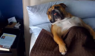 dog-sleeping-bed-funny-animal-photos-30__605