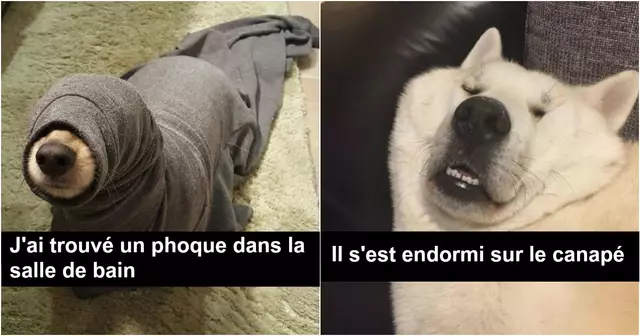 une-chien