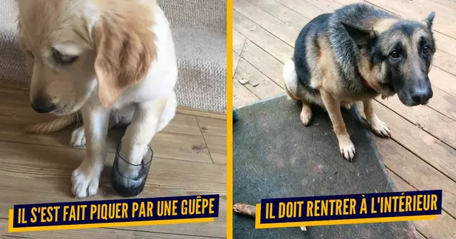 une chien triste