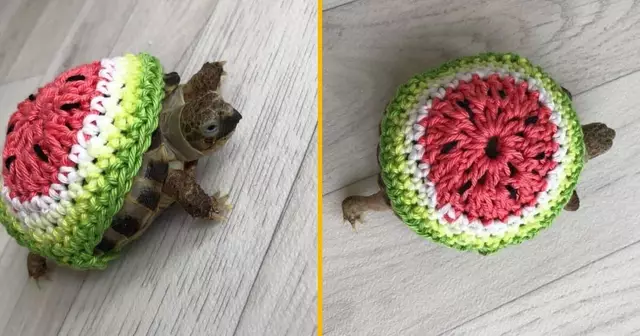 tortue-pasteque-costume