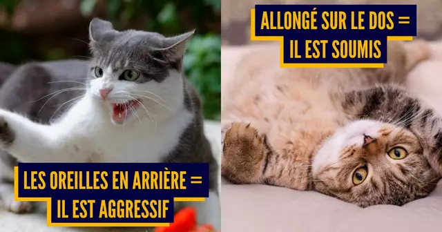 CHAT LANGAGE