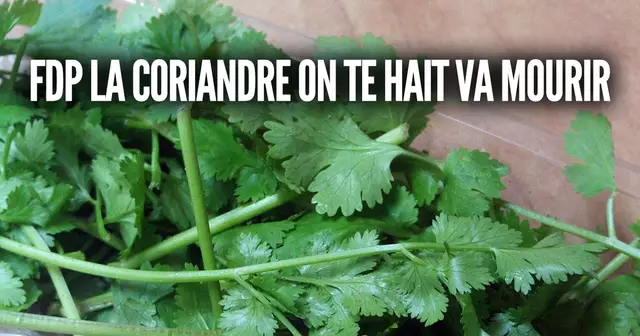 une-coriandre