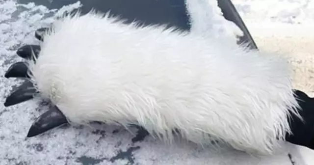 main-de-yeti-grattoir-glace