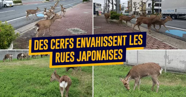une_japon_cerfs