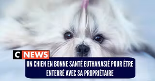 pire proprio animaux