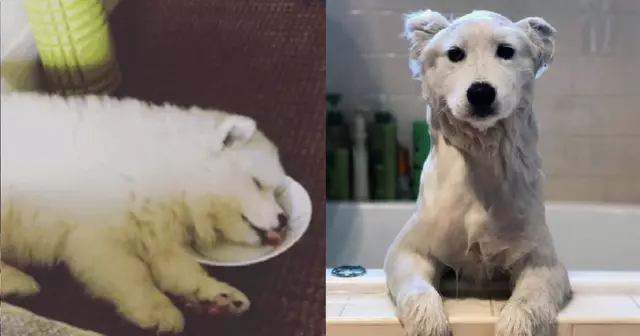 Une-samoyedes-chiens