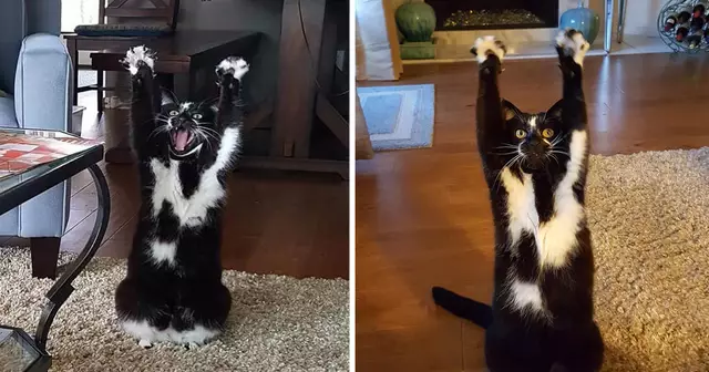 keys-chat-pattes-leve-devant