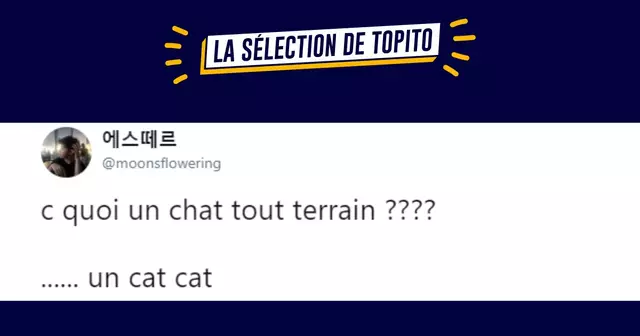 une chat