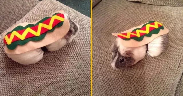 costume-hot-dog-cochon-dinde