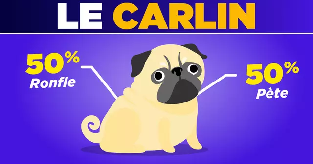 RACE_CHIEN_HONNETE_UNE