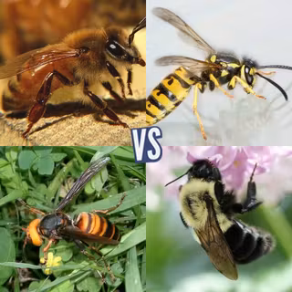 battle-398675-1439900857