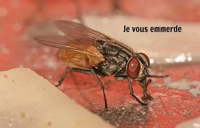 Musca_domestica_housefly