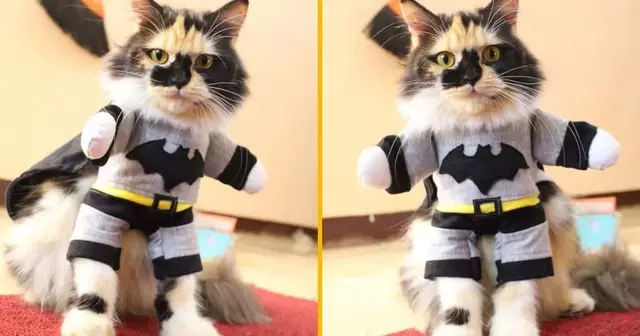 costume-batman-pour-chat
