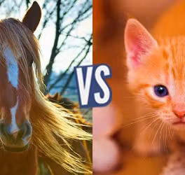 battle-336836-1416613906