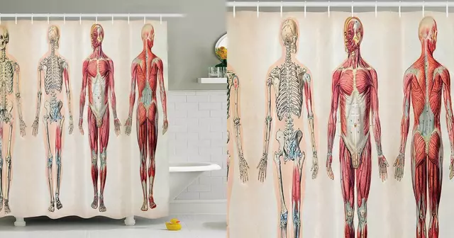 rideau-douche-anatomie