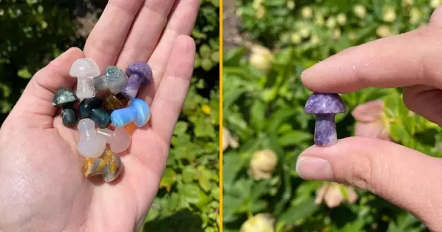 champignon-compagnie