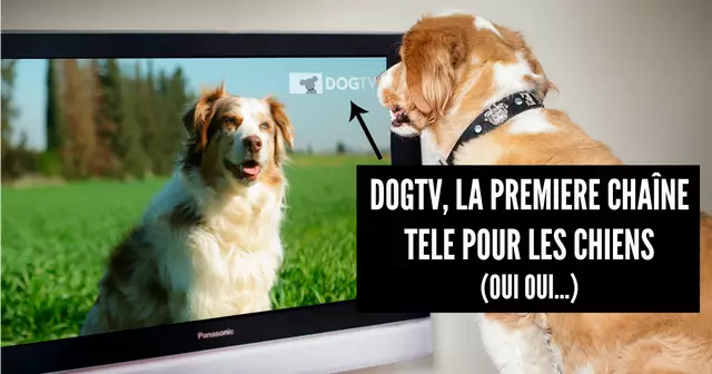 DogTV