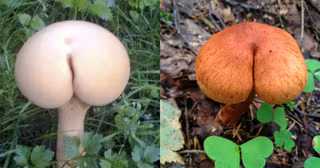 champignon