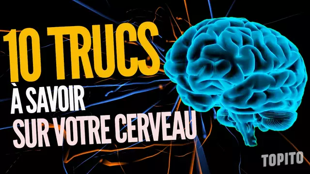 Vignette-Video-cerveau_topito