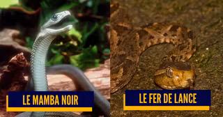 une_serpents_venimeux
